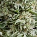 Auto Amnesia Gold (Pyramid Seeds) feminized