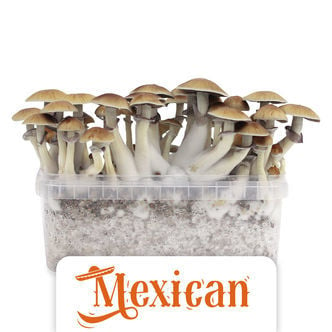 Zamnesia Grow Kit 'Mexican'