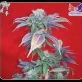 Purple Haze 1 (Positronics) feminized