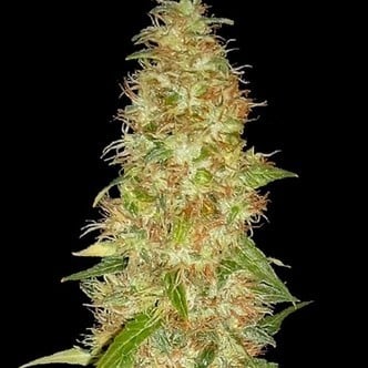 Moon Walker Kush (Spliff Seeds) feminized