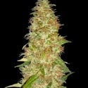 Moon Walker Kush (Spliff Seeds) feminisiert