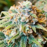 CBD Medi Kush (Spliff Seeds) feminized