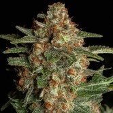 Purple Berry Kush (Spliff Seeds) feminized