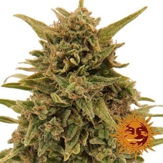 Blueberry OG (Barney's Farm) feminisiert