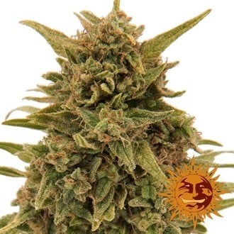 Blueberry OG (Barney's Farm) feminisiert