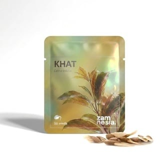Khat (Catha edulis) 10 seeds