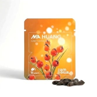 Ma Huang Seeds (Ephedra sinica) 20 Seeds