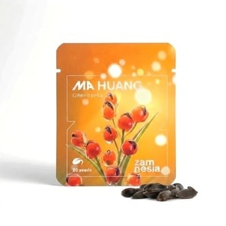 Zamnesia Ma Huang Seeds (Ephedra sinica) 20 Seeds