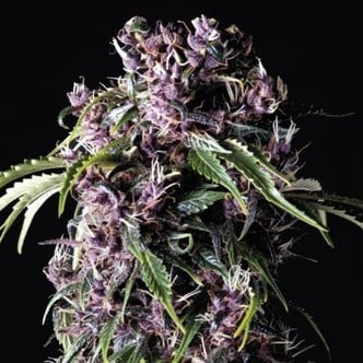 Purple (Pyramid Seeds) feminisiert