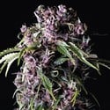 Purple (Pyramid Seeds) feminized