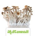 Zamnesia Grow Kit 'McKennaii'