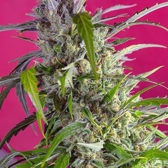 Crystal Candy Auto (Sweet Seeds) feminisiert