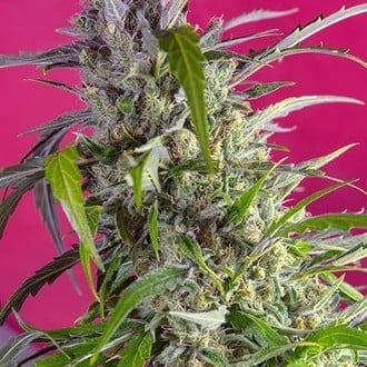 Crystal Candy Auto (Sweet Seeds) feminisiert