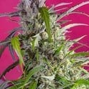 Crystal Candy Auto (Sweet Seeds) feminisiert