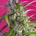Crystal Candy Auto (Sweet Seeds) feminized