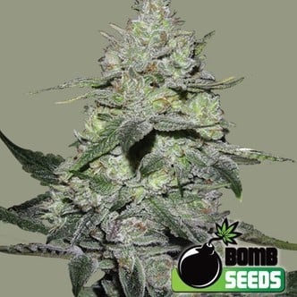 Gorilla Bomb (Bomb Seeds) feminisiert