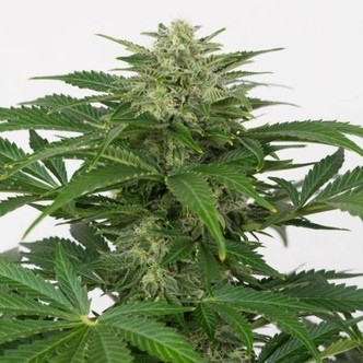 Haze Autoflowering CBD (Dinafem) feminized