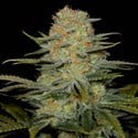 Amnesia CBD (Dinafem) Feminisiert