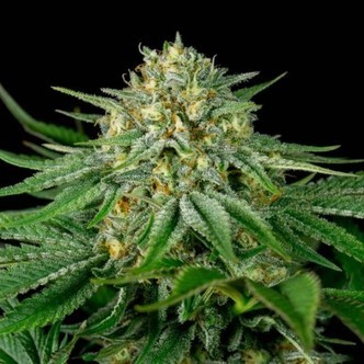 Bubba Kush CBD (Dinafem) feminisiert