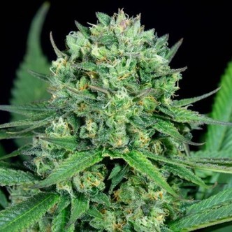 Cheese CBD (Dinafem) Feminisiert