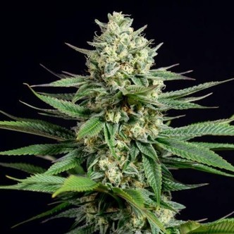 OG Kush CBD (Dinafem) Feminisiert