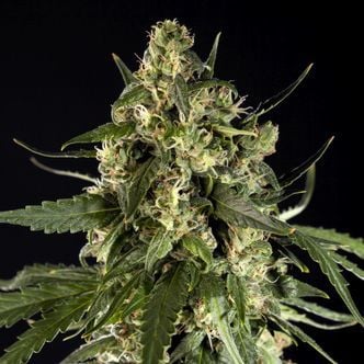 Lemon Auto CBD (Philosopher Seeds) feminized