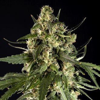 Lemon Auto CBD (Philosopher Seeds) feminisiert