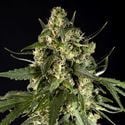 Lemon Auto CBD (Philosopher Seeds) feminisiert