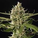 Lemon OG Candy (Philosopher Seeds) feminisiert