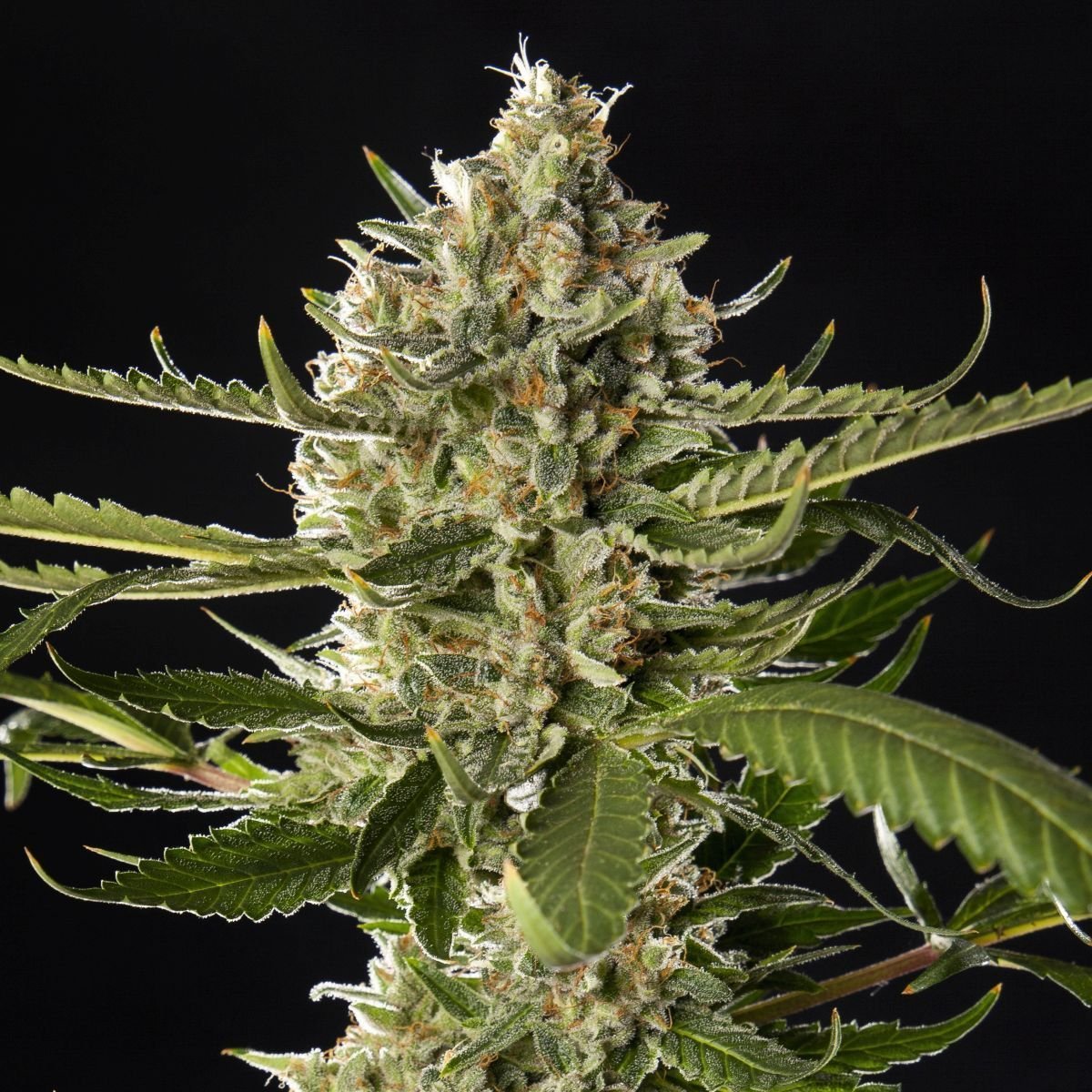 Lemon OG Candy Feminisiert (Philosopher Seeds)