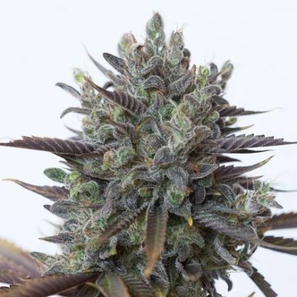 Purple Orange CBD (Dinafem) feminisert