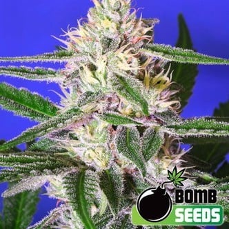 Edam Bomb (Bomb Seeds) Feminisiert