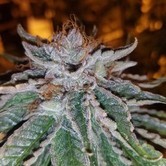Bruce Banner BX 2.0 (Dark Horse Genetics) regular