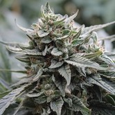 Lemon Head (Dark Horse Genetics) Regular