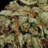 Lemon Cream (Dark Horse Genetics) Regular