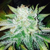 Orange Cream (Dark Horse Genetics) Regular