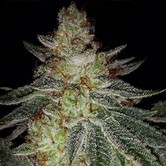 Face Melt OG (Dark Horse Genetics) Regular