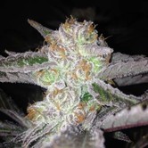 Cherry Wonka (Dark Horse Genetics) Regular