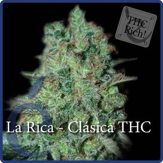 La Rica Classic THC (Elite Seeds) feminisiert