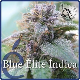 Blue Elite Indica (Elite Seeds) feminized