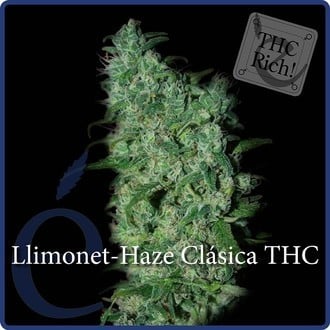 Llimonet Haze Classic THC (Elite Seeds) feminisiert