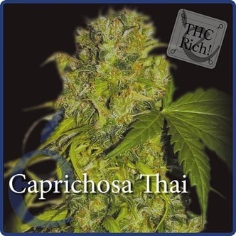 Caprichosa Thai (Elite Seeds) feminisiert