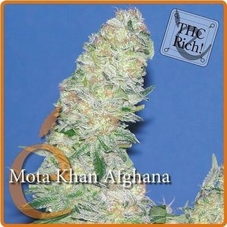 Mota Khan Afghana (Elite Seeds) feminisiert