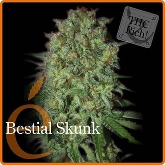 Bestial Skunk (Elite Seeds) feminized