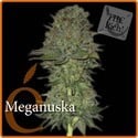 Meganuska (Elite Seeds) feminisiert