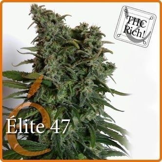 Elite 47 (Elite Seeds) feminisiert