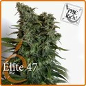 Elite 47 (Elite Seeds) feminisiert