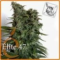 Elite 47 (Elite Seeds) feminized
