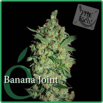 Banana Joint (Elite Seeds) feminisiert