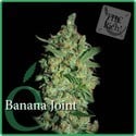 Banana Joint (Elite Seeds) feminized